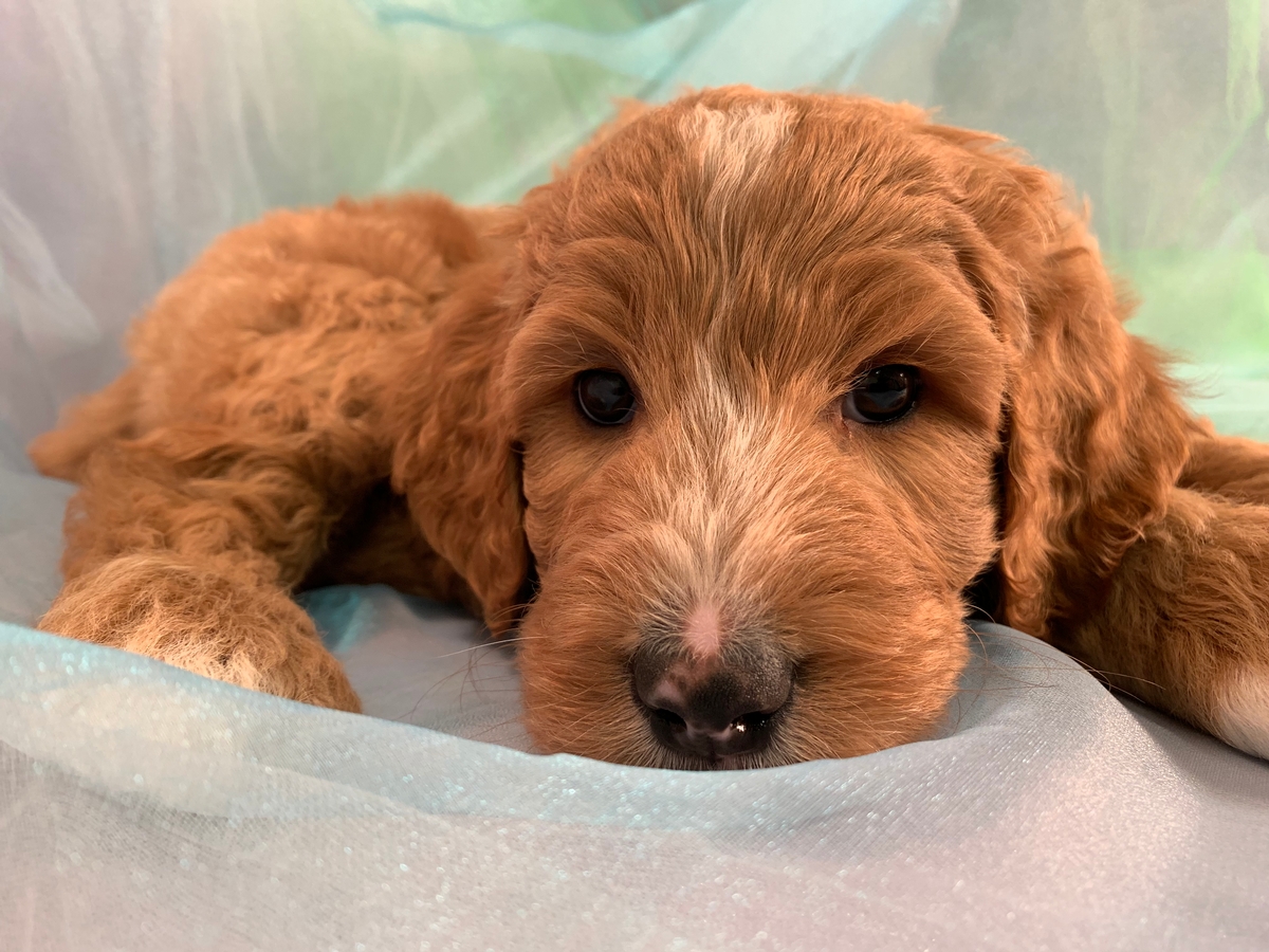 Standard Bernedoodle Puppy Ready Soon! Born 8-23-2019 $1500. Red and White Male.